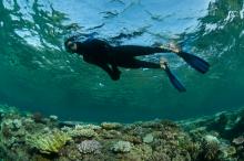 Surveying the extent of bleaching