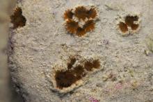 Sediment removal by Acropora millepora