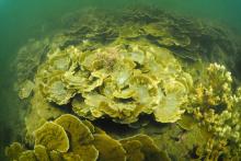 Middle Reef following a flood
