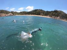 Researcher delivering bags of coral larvae for coral restoration experiment