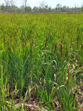 Constructed treatment wetland on a Burdekin cane farm - dense bullrush vegetation in the treatment area