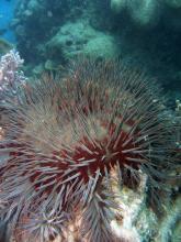 Crown of Thorns Starfish feeding on coral at Hayman Island, Whitsunday, October 2012