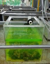 Fluorescent staining helps tracking growth of calcifying organisms in experiments