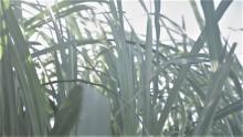 Sugarcane leaves