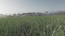 Irrigating sugarcane block