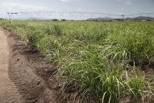 Sugarcane block with irrigation