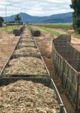 Cut cane heading to Musgrave mill, Gordonvale, North Queensland