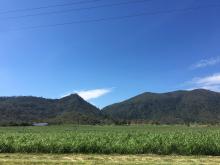 Sugarcane with a view