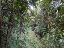 Riparian remediation project site