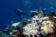 Scientists surveying the reef