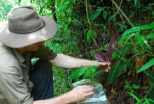 Collecting samples of invasive Miconia calvescens at El Arish