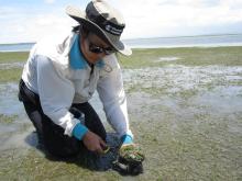 Seagrass collection