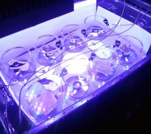 Measuring coral photosynthesis under variable light intensities