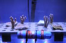 Coral nubbins from the benthic light variability experiment