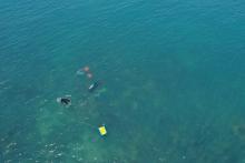 Researcher removing macroalgae for a coral restoration experiment