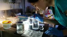 Laboratory experiments on the susceptibility of Irukandji polyps to common pesticides conducted at Griffith University.