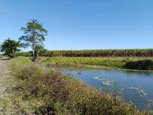 Constructed lagoon on Tully floodplain