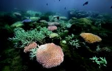 Bleached Acropora millepora
