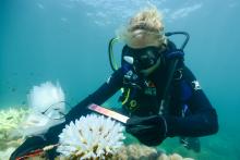 Measuring the extent of bleaching