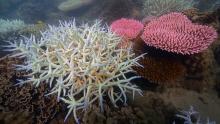 Bleached coral