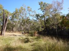 Riparian remediation project site