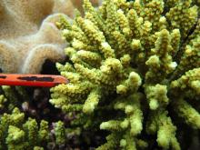 Acropora tenuis