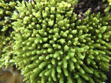 Acropora tenuis