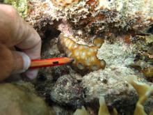 Montastrea magnistellata