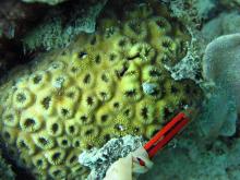 Favia danae