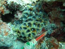 Goniastrea palauensis