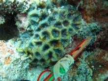 Goniastrea palauensis