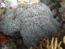 Euphyllia ancora