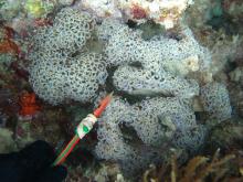 Euphyllia ancora