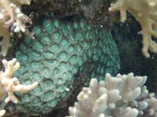 Favia rosaria