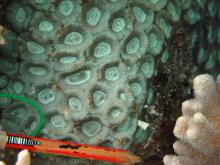 Favia rosaria