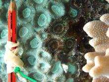 Favia rosaria