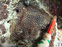 Leptastrea pruinosa