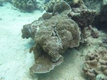 Montipora palawanensis