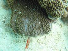 Montipora palawanensis