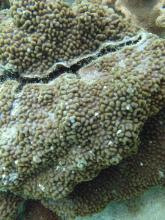 Montipora palawanensis