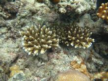 Acropora digitifera