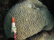 Platygyra lamellina