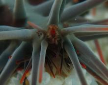 Crown-of-thorns starfish's eye