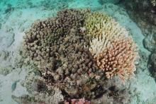 Dying Acropora millepora
