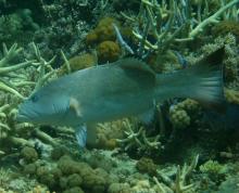 Figure 1 Coral trout
