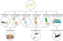 Novel functional roles of chemoautotrophic microbes