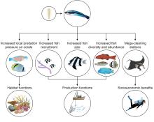 Novel functional roles of cleaner wrasses