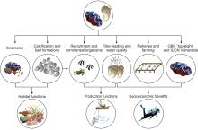 Novel functional roles of bivalves