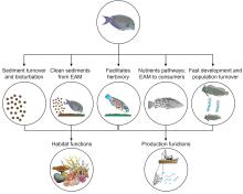 Novel functional roles of detritivorous fishes