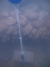 Cherepo Island - Torres Strait Temperature Logger (Flat Logger: CHEREPOFL1)